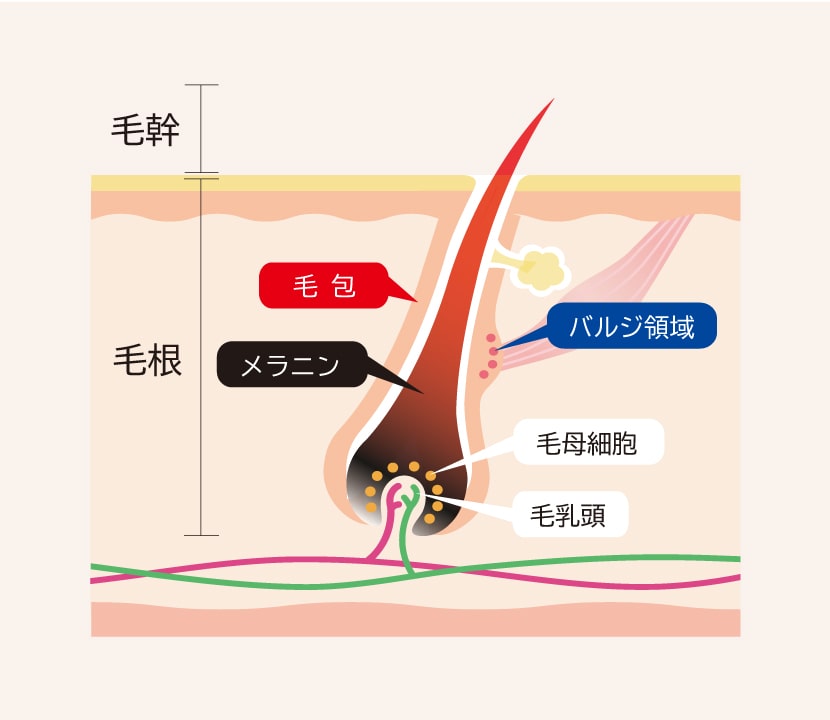 IPLハイブリット脱毛のメカニズム／ステップ②